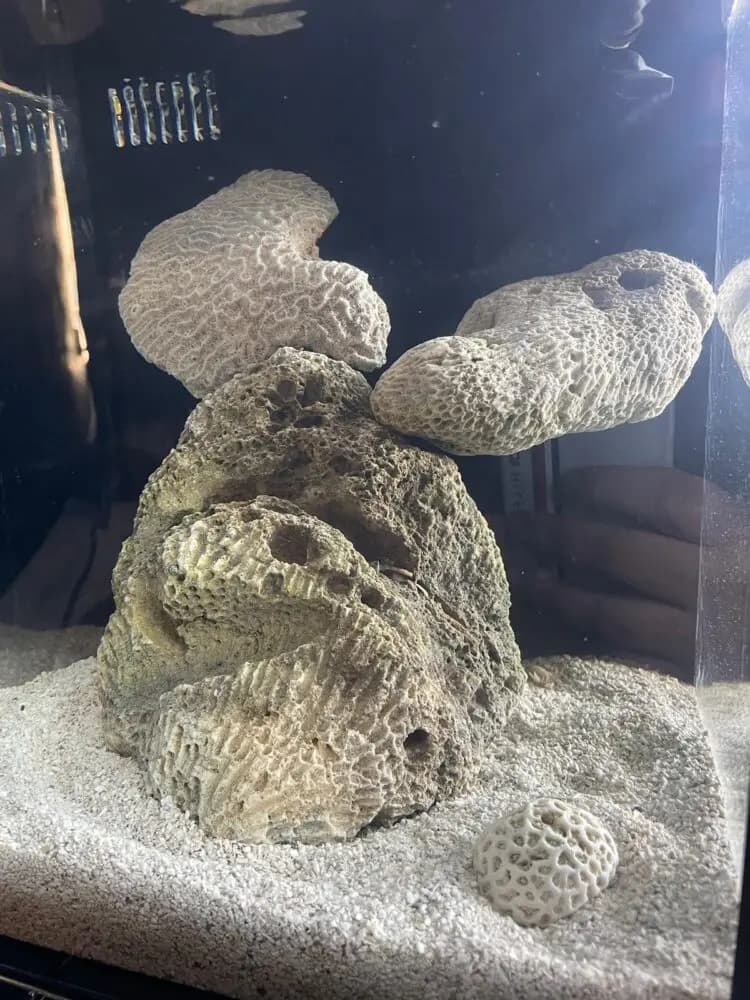 El Caicu Aquariums