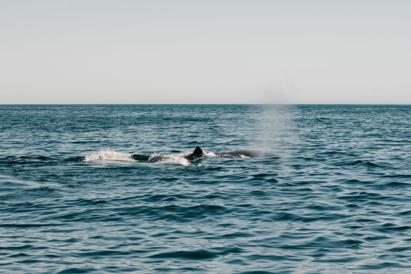 Gigantes del Pacífico: avistamiento de ballenas