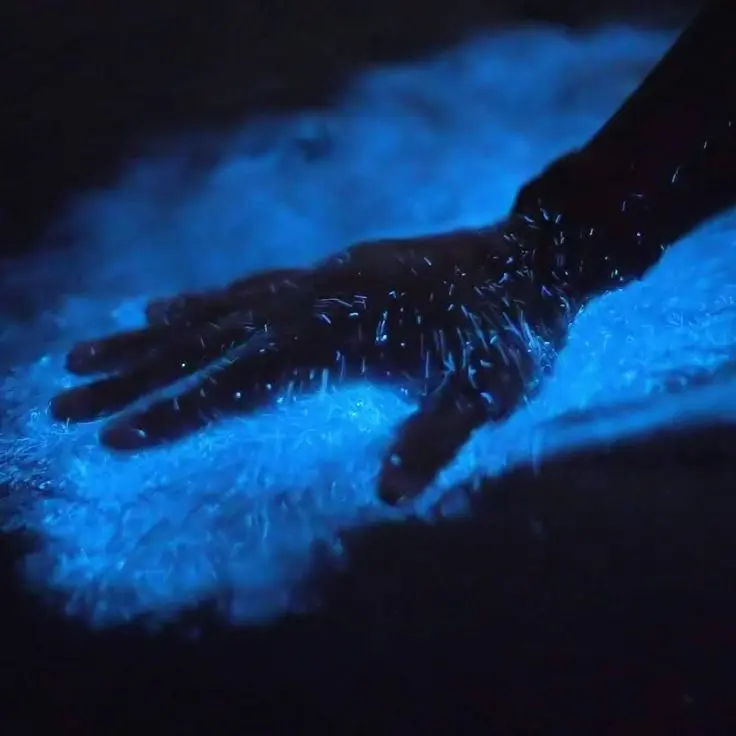 Bahías bioluminiscentes