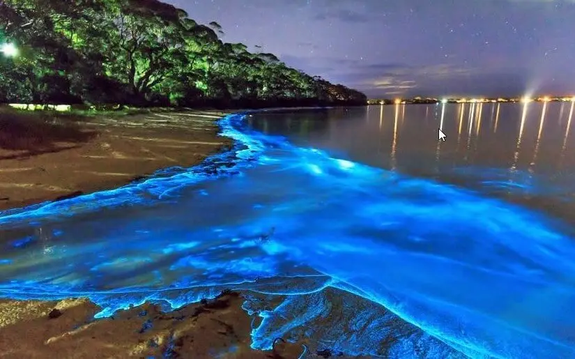 Bioluminescent Bay: Witness the magical glow of bioluminescent organisms in Mosquito Bay, one of the world's few bioluminescent bays.
