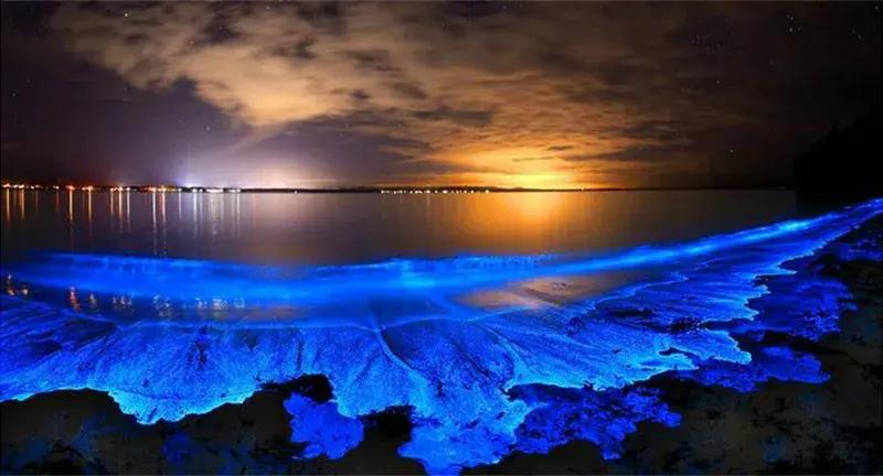 Bahía bioluminiscente: la guía completa