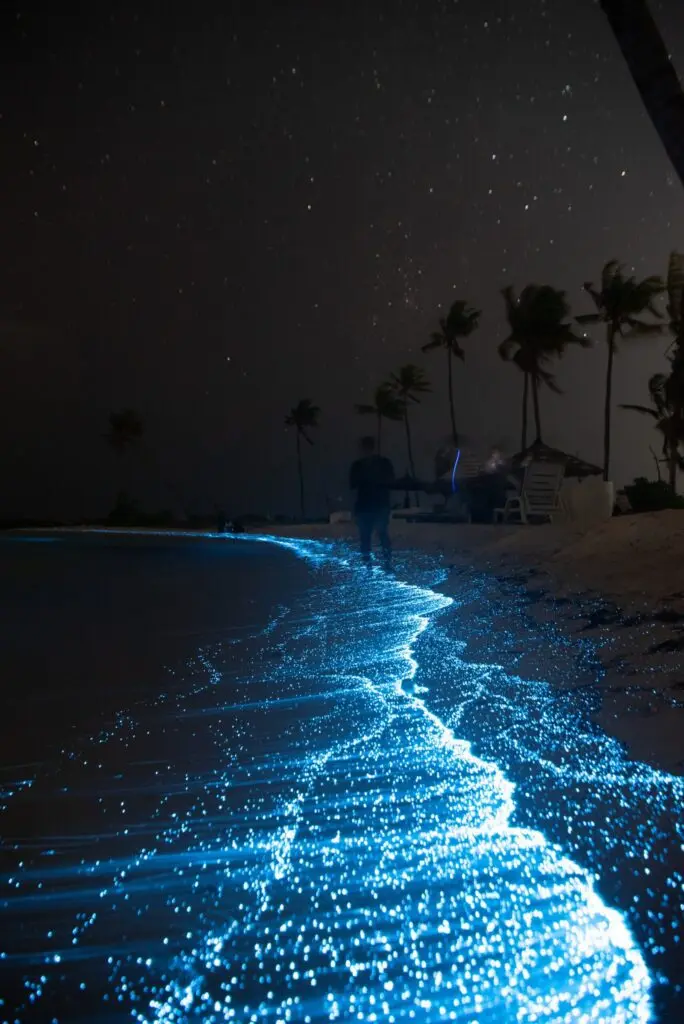 Bahía bioluminiscente: la guía completa