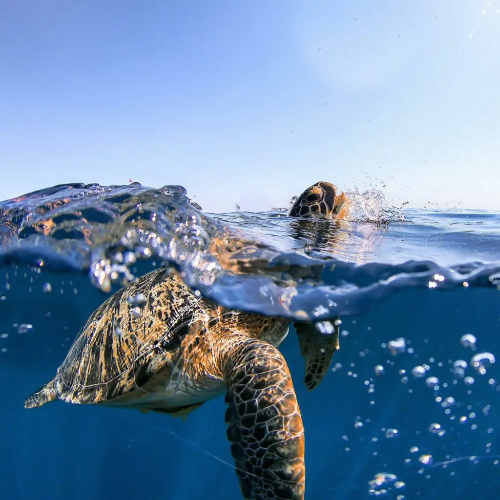 Playa Flamenco: Bask in the pristine beauty of Playa Flamenco