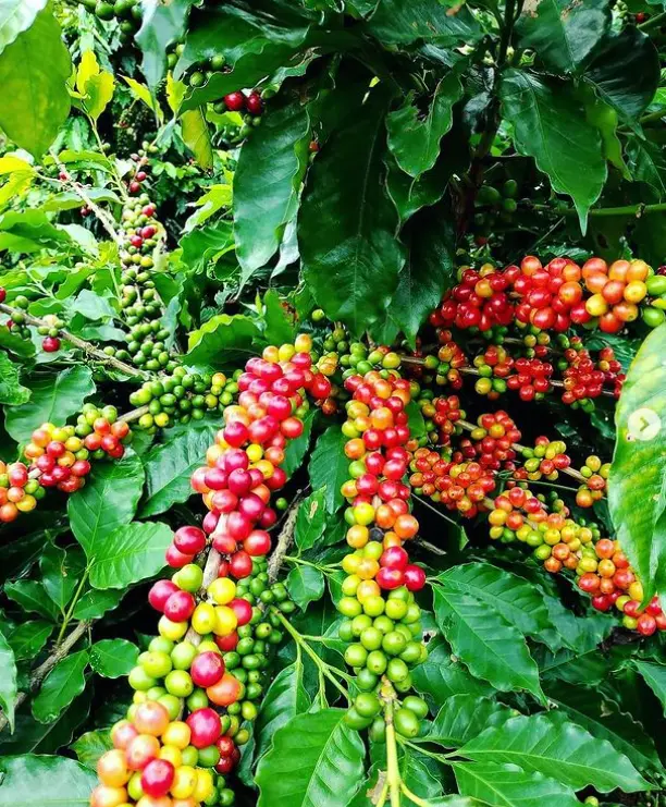 Cafe Lareño (Lares):