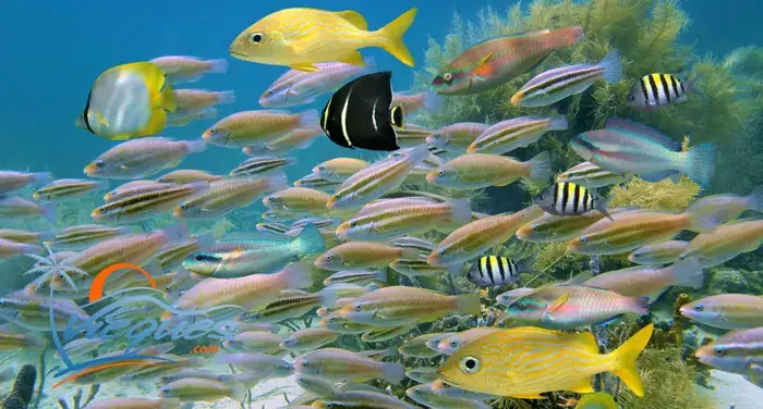 What To Do In Vieques