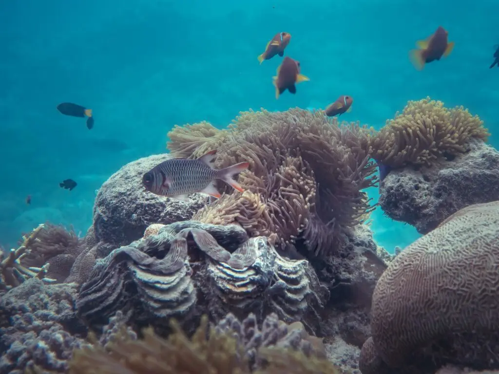 colorful marine life