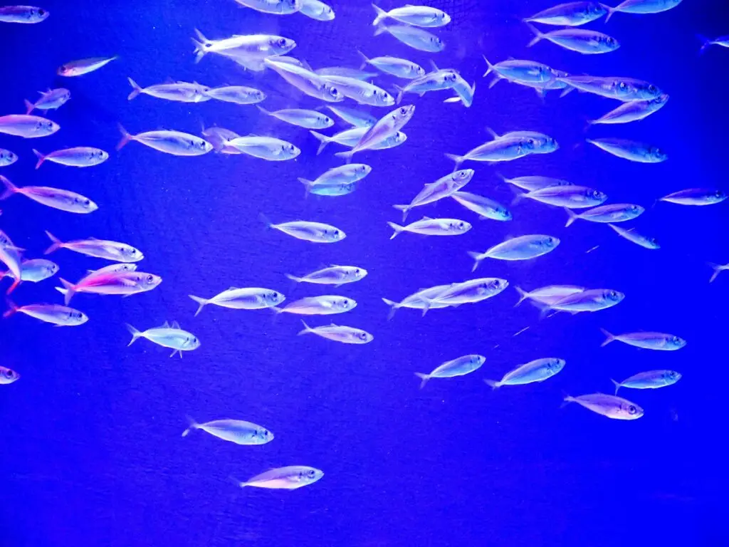 colorful marine life